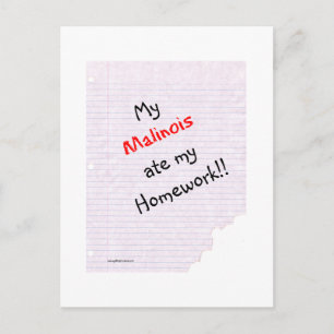 Postal Malinois belga comió mi hogar