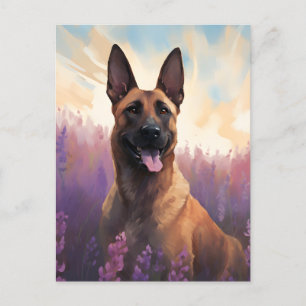 Postal Malinois belga en el campo Lavender