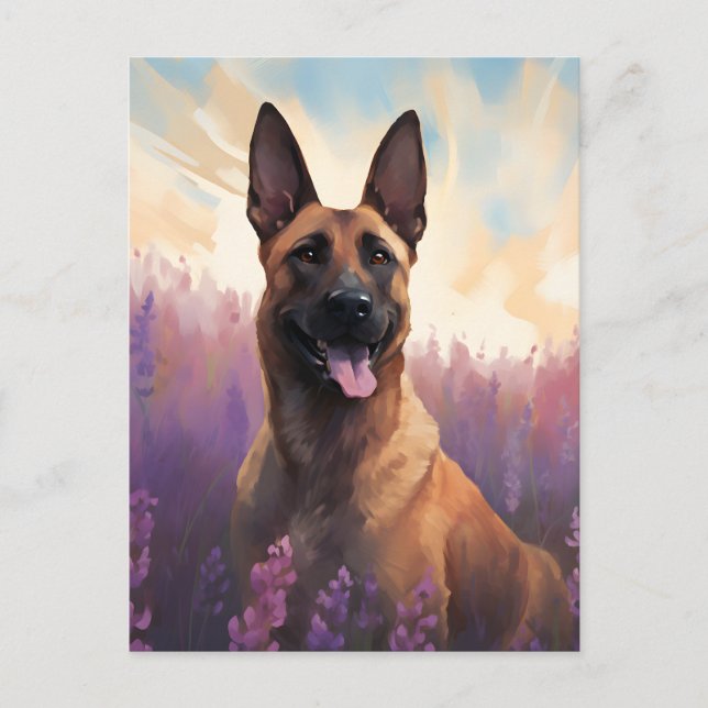 Postal Malinois belga en el campo Lavender (Anverso)