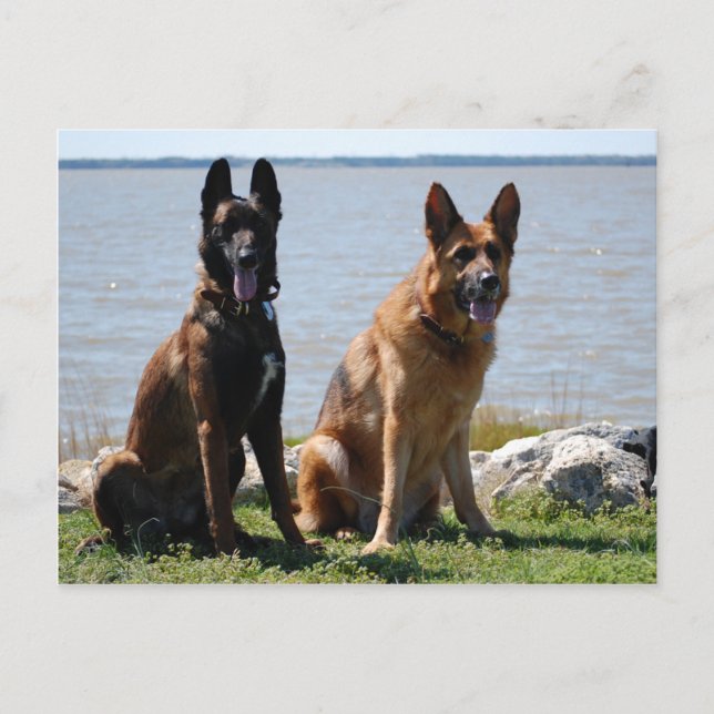 Postal Malinois belga y Pastor Alemán (Anverso)