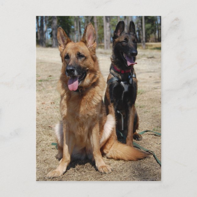 Postal Malinois belga y Pastor Alemán (Anverso)