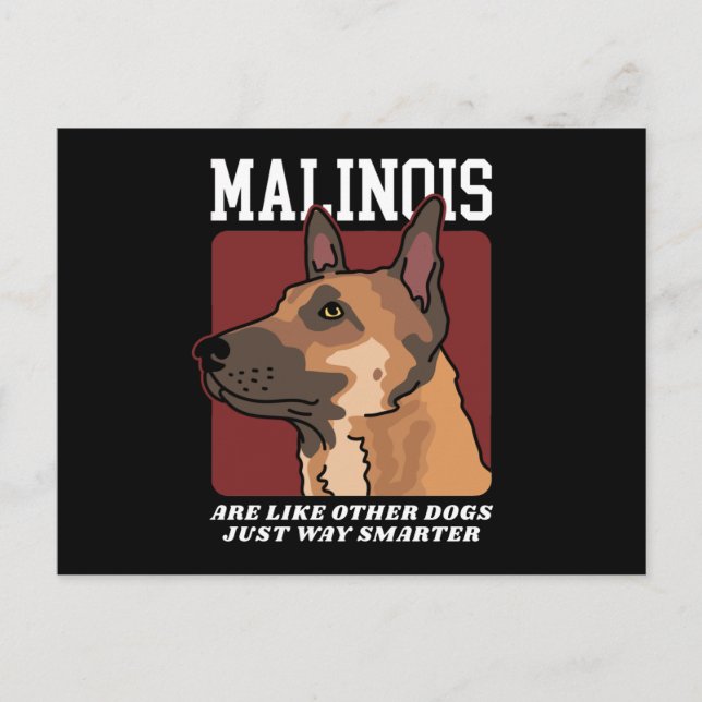 Postal Malinois es más inteligente que el belga Malinois (Anverso)