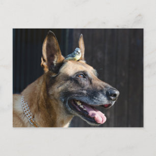 Postal Malinois (Hund) mit Blaumeise