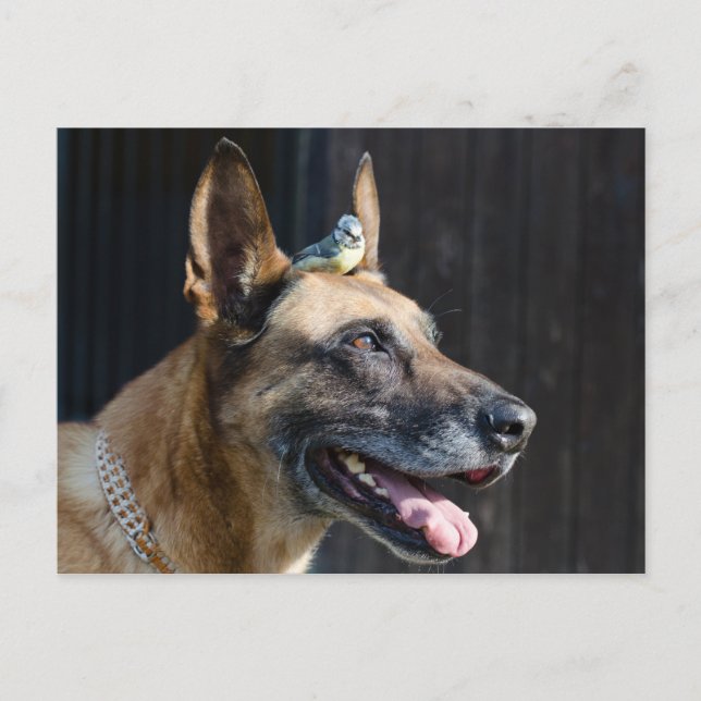 Postal Malinois (Hund) mit Blaumeise (Anverso)