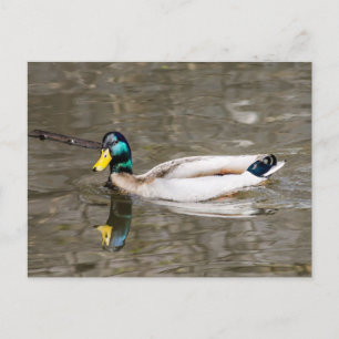 Postal Mallard