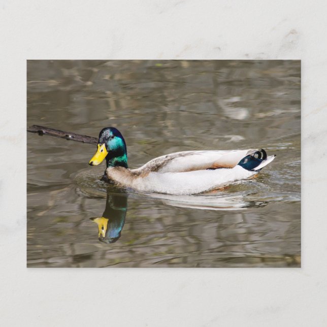 Postal Mallard (Anverso)