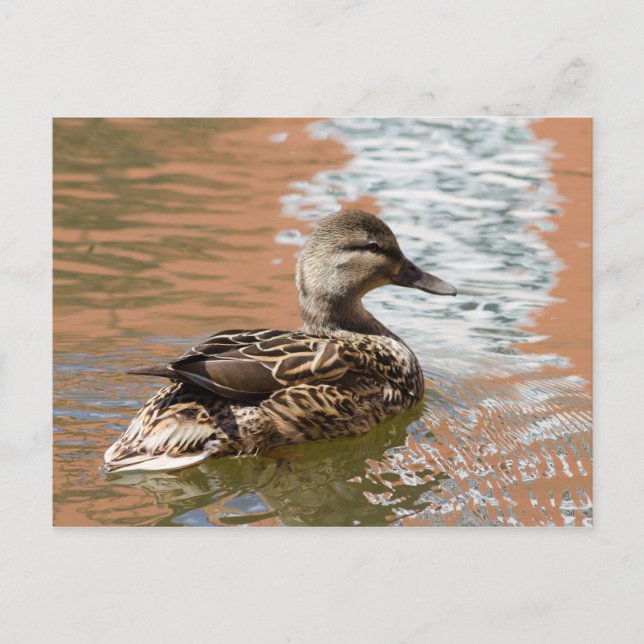 Postal Mallard (Anverso)