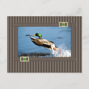 Postal Mallard