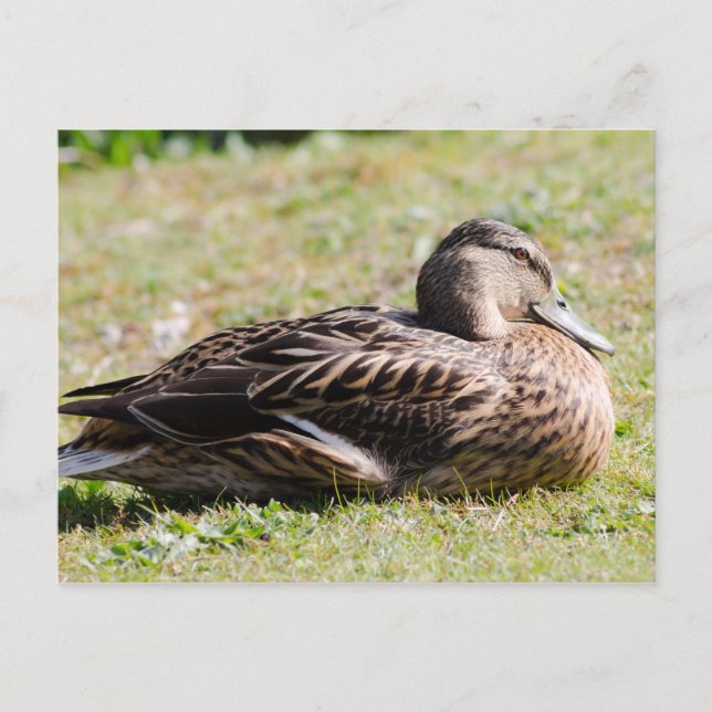 Postal Mallard (Anverso)