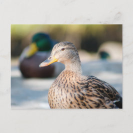 Postal Mallard