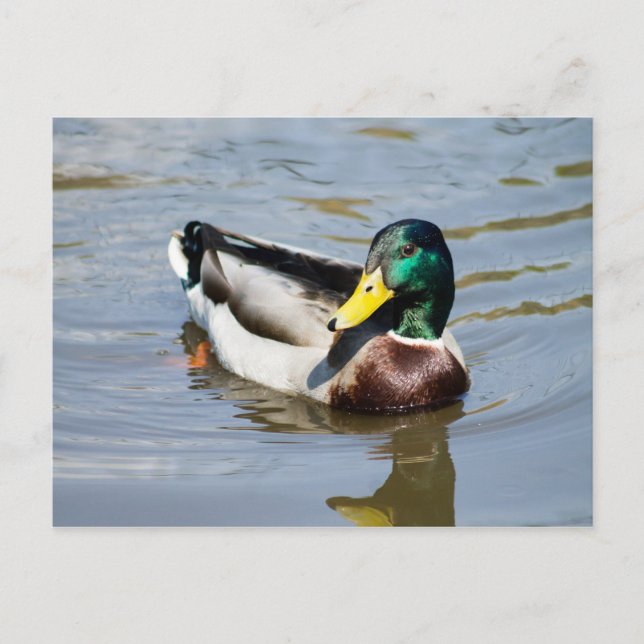 Postal Mallard (Anverso)