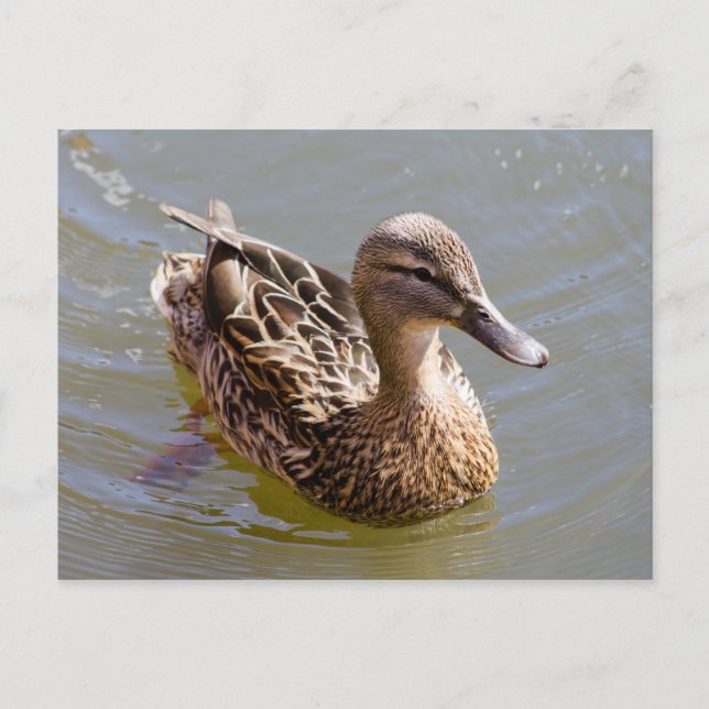 Postal Mallard (Anverso)