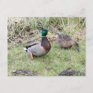 Postal Mallard Couple