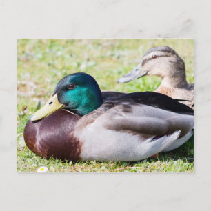 Postal Mallard Couple