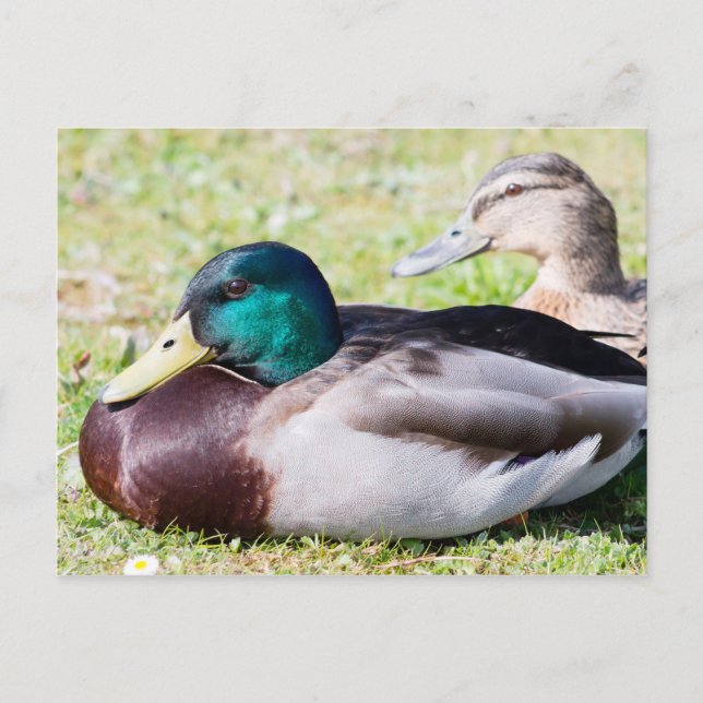 Postal Mallard Couple (Anverso)