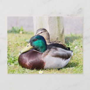 Postal Mallard Couple