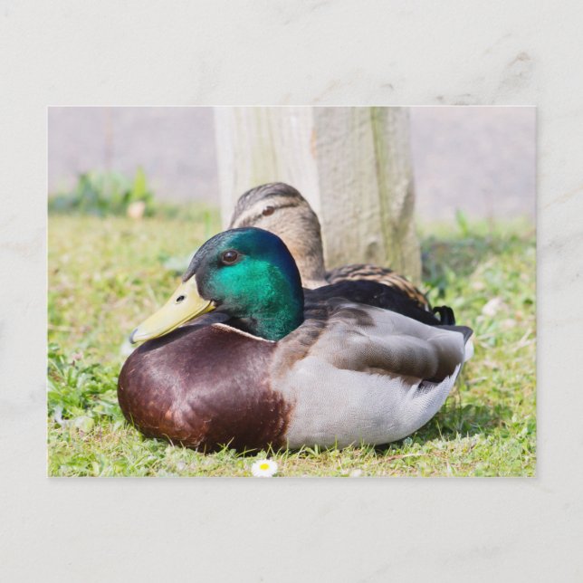 Postal Mallard Couple (Anverso)