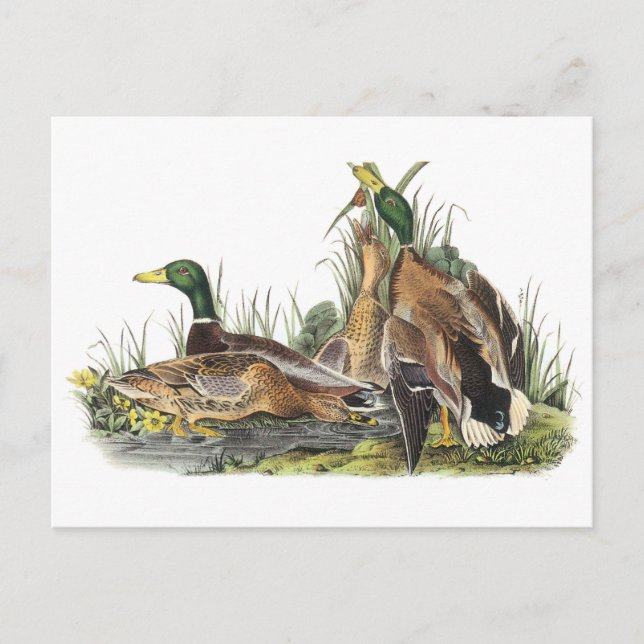 Postal Mallard de Audubon (Anverso)