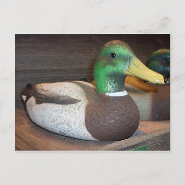 Postal Mallard Decoy (Anverso)