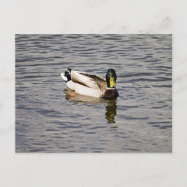 Postal Mallard Drake