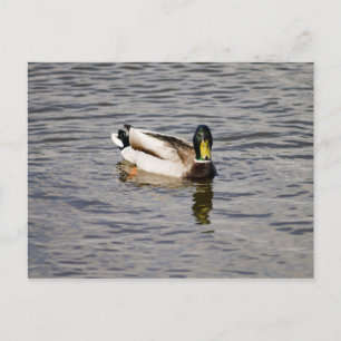 Postal Mallard Drake