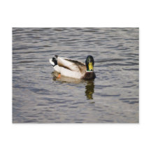 Mallard Drake
