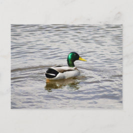 Postal Mallard Drake