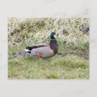 Mallard Drake