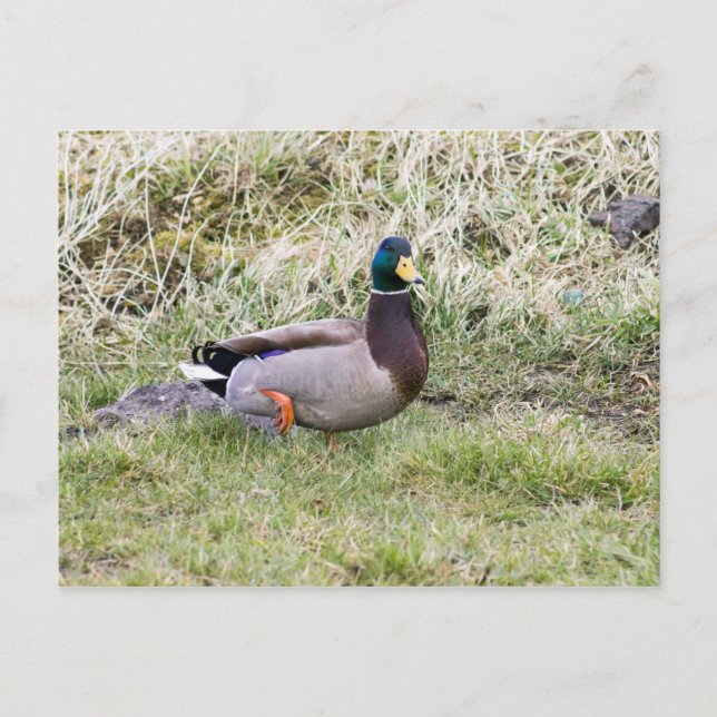 Postal Mallard Drake (Anverso)