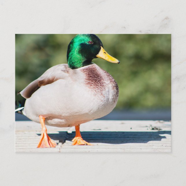 Postal Mallard Drake (Anverso)