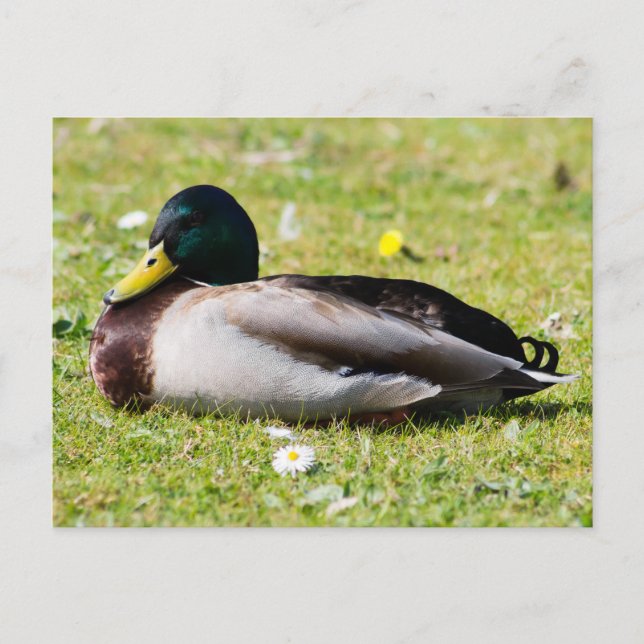 Postal Mallard Drake (Anverso)