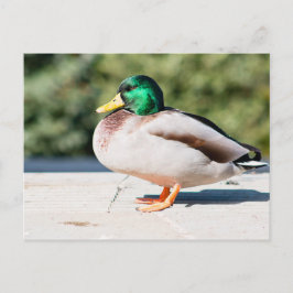 Postal Mallard Drake