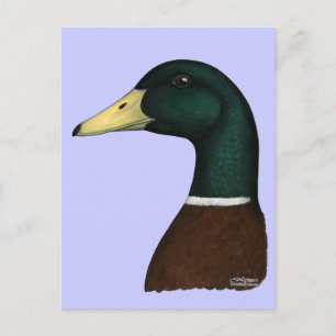 Postal Mallard Drake Head