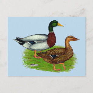 Postal Mallard Drake y Duck