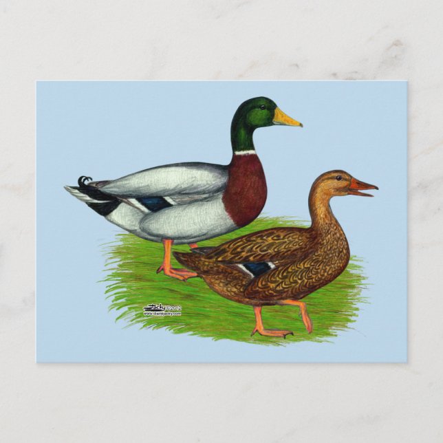Postal Mallard Drake y Duck (Anverso)