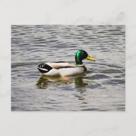 Postal Mallard Duck