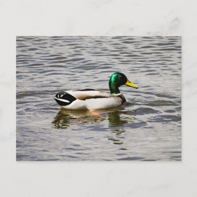 Postal Mallard Duck (Anverso)
