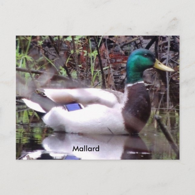 Postal Mallard Duck (Anverso)