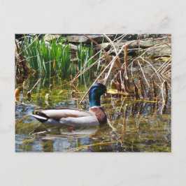 Postal Mallard Duck