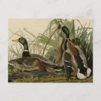Mallard Duck