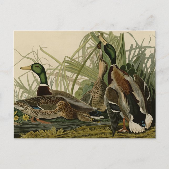 Postal Mallard Duck (Anverso)