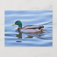 Mallard Duck
