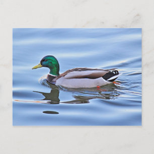 Postal Mallard Duck