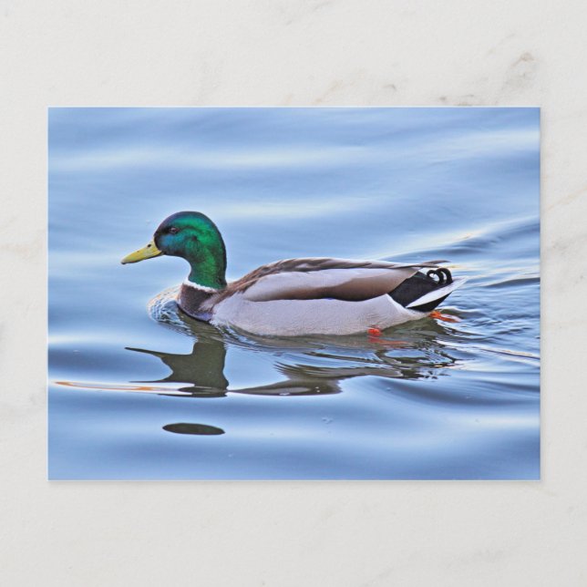 Postal Mallard Duck (Anverso)