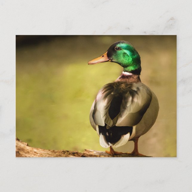 Postal Mallard Duck (Anverso)
