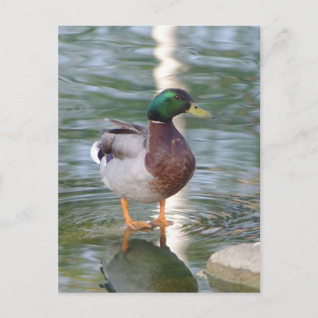 Postal Mallard Duck (Anverso)