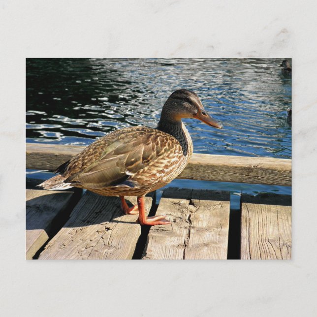 Postal Mallard Duck (Anverso)