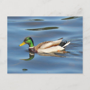 Postal Mallard Duck