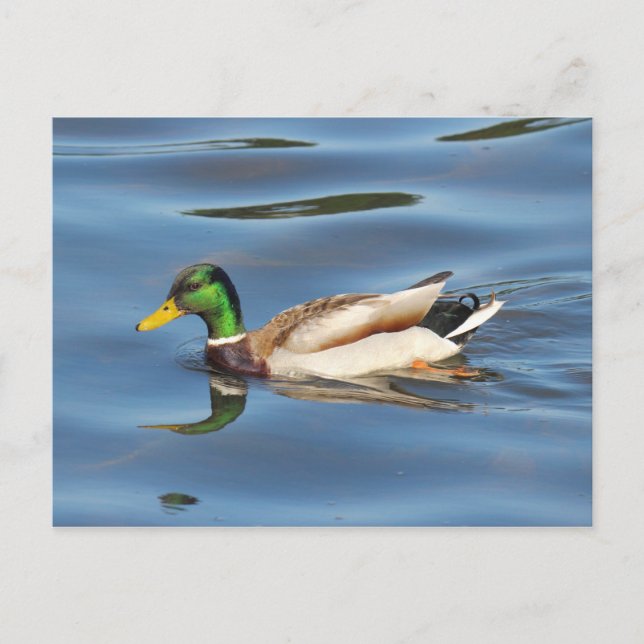 Postal Mallard Duck (Anverso)