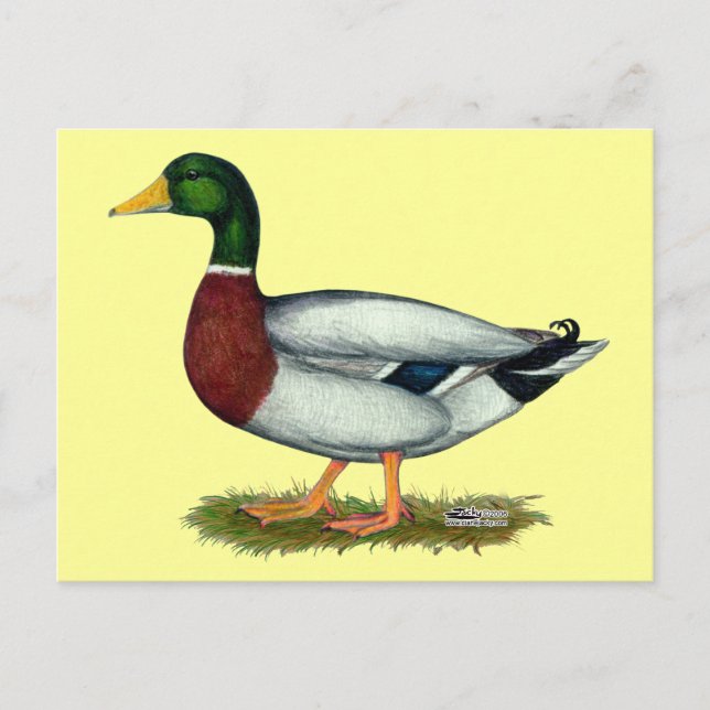 Postal Mallard Duck Drake (Anverso)